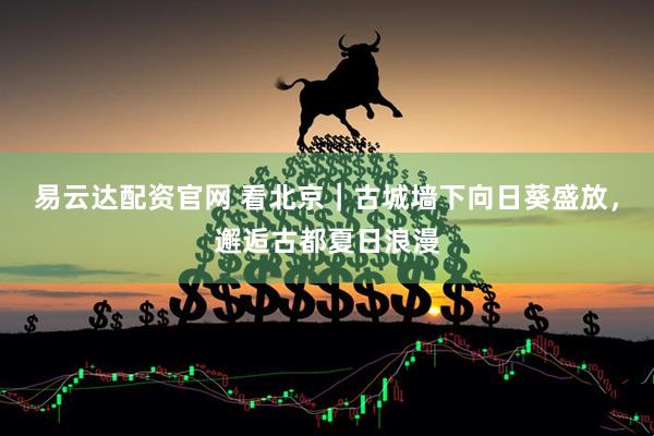 易云达配资官网 看北京｜古城墙下向日葵盛放，邂逅古都夏日浪漫