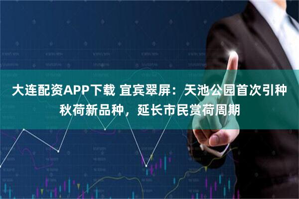 大连配资APP下载 宜宾翠屏:天池公园首次引种秋荷新品种,延长市民赏荷周期